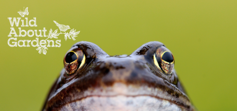 frog