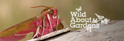 An elephant hawk-moth, olive and bright pink, resting on a log with the Wild About Gardens logo beside it