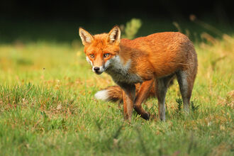 Red fox