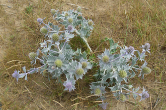Sea-holly