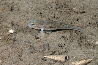 Fries's goby, a small silvery-grey fish with golden-yellow spots, resting on a muddy seafloor beside some shells
