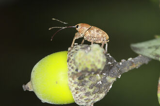 An acorn weevil, with an incredibly long rostrum, standing on an acorn