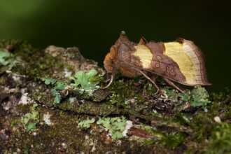 A burnished brass moth, brown with shimmering brassy yellow patches on its wings, rests on a lichen covered log