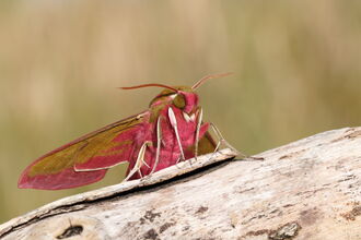 An elephant hawk-moth, olive and bright pink, resting on a log
