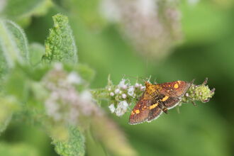 A mint moth resting on a plant, golden markings on its wings