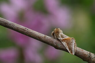 A buff arches moth perched on a slim branch. It's a very pretty moth, in shades of grey, russet-brown and white and delicate markings
