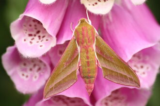 An elephant hawk-moth perched on a pink foxglove. The moth is striking with a golden-olive body, with bright pink bars on the wings and body