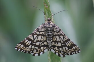 A latticed heath moth resting on a vertical green plant stem, with wings spread flat to reveal a striking black-and-white grid pattern