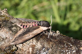 A privet hawk-moth perched on a branch. It has a large, torpedo-shaped body and long, narrow wings, held back like a jet plane. It has dark brown-and-cream wings, and a pink-and black-banded body.