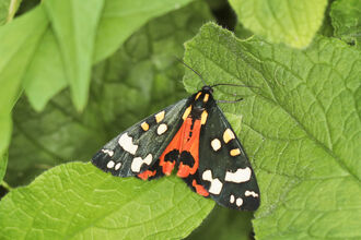 A scarlet tiger moth resting on a leaf. It has black forewings that shimmer with metallic green hues, which are covered with white and yellow spots and splodges. Its hindwings are bright red with some black markings