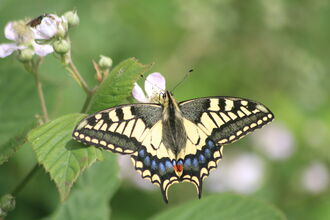A swallowtail butterfly perched on a flower. t has creamy-yellow wings with heavy black veins and blue margins. The hindwings have distinctively long 'tails' and a red spot.
