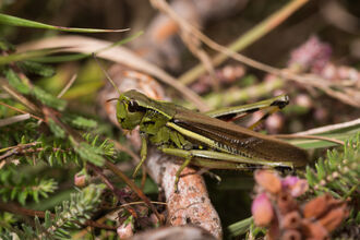 A large marsh grasshipper standing on a fallen branch. It's a green grasshopper with black and yellow banding on the knees of the hind leg