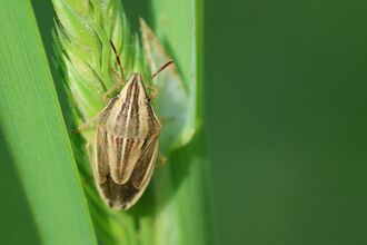 A bishop's mitre shieldbug clinging to a grass seedhead. It's an oval-shaped bug with a pointed face. It is golden brown with darker stripes along the back.