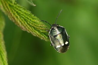 A brassica shieldbug resting on a leaf. It's an oval-shaped, black bug with a white border around its body and three white dots across its back, near the wing tips