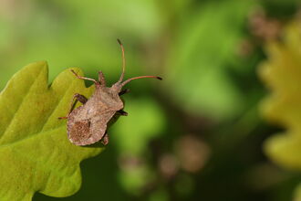 A dock bug resting on a leaf. It's a broad, brown bug with prominent shoulders. Its long antennae end in dark tips.