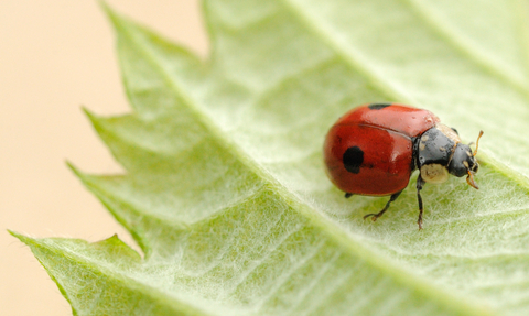 Ladybird - Amy Lewis