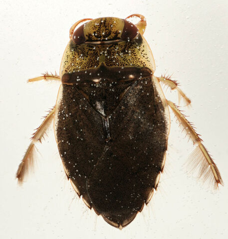 Saucer bug | Wild About Gardens