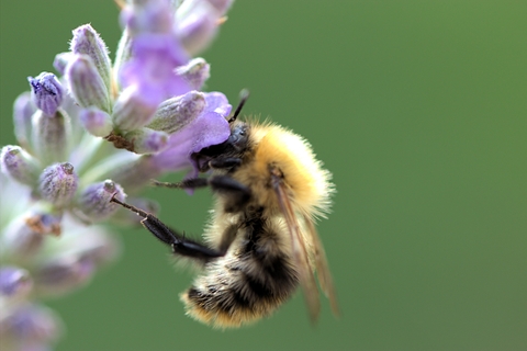 (c) Wildaboutgardens.org.uk