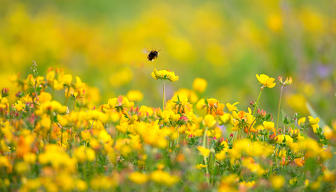 Take pledge to bring your lawn to life | Wild About Gardens
