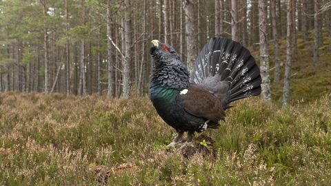 Leparson Capercaillie | Wild About Gardens
