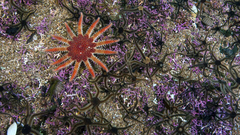 Common sunstar on maerl