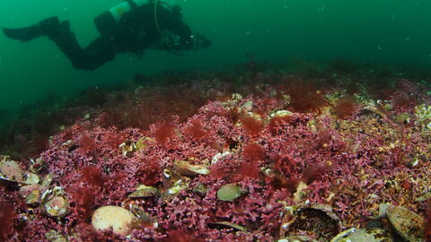 Maerl, a hidden and precious habitat