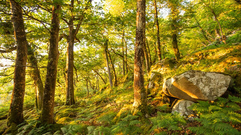Coed crafnant general woodland landscape 2 - June 2023 - Ben Porter.jpg