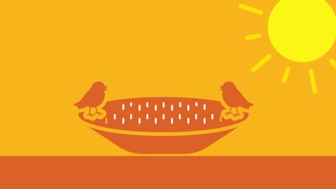 Birds in a bird bath infographic