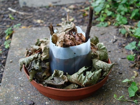 a hoverfly lagoon made from a plastic container sitting in a bowl, both filled with leaves. The plastic container is two thirds full of water and also has sticks poking out of it