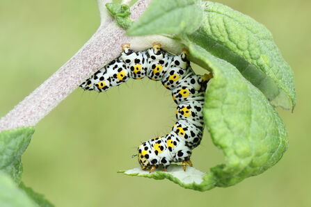 A mullein moth caterpillar, pale greenish-white and speckled with black and yellow, arches back in a crescent shape as it feeds on a leaf