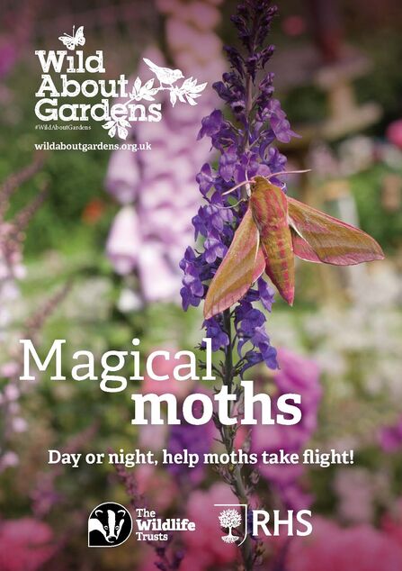 The cover of the Magical Moths booklet, with an elephant hawk-moth on a purple flower