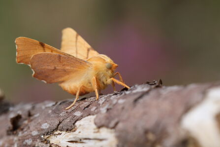 A September thorn resting on a branch. It's a fluffy, yellow-brown moth that holds its scalloped wings up at an angle