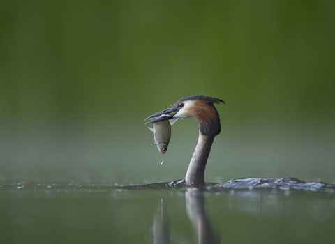 Great Crested Grebe with fish