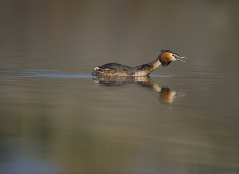 Great Crested Grebe