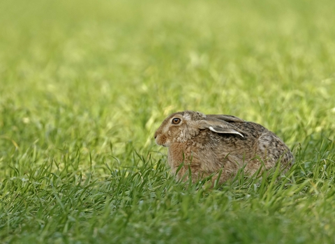 Brown hare sitting