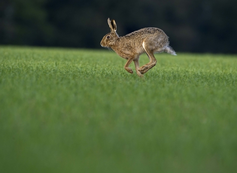 Running brown hare