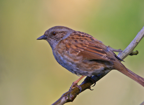 Dunnock