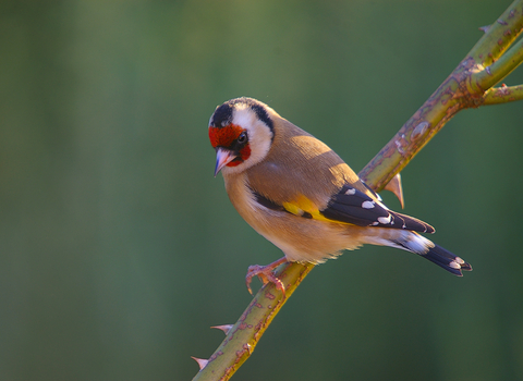 Goldfinch