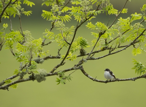 Pied flycatcher