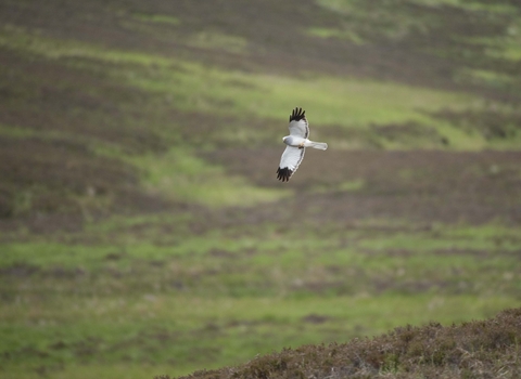 Male hen harrier