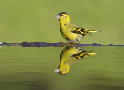 Siskin
