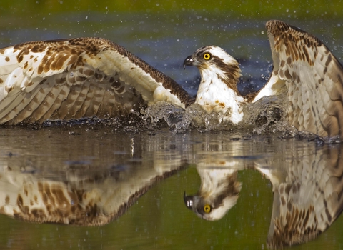 Osprey diving for fish