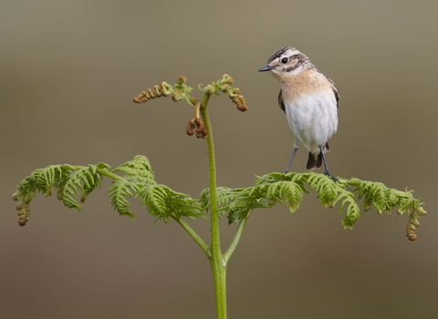 Whinchat