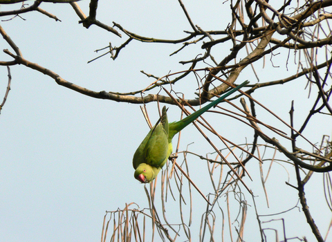 Ring-necked parakeet