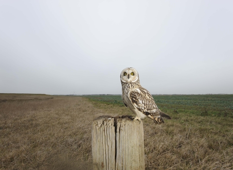Short-eared owl perched