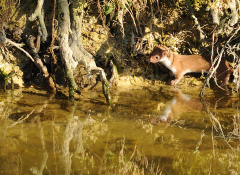Weasel | Wild About Gardens