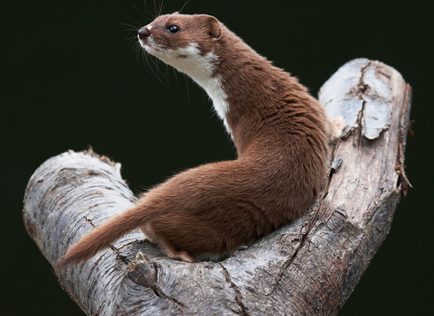 Weasel