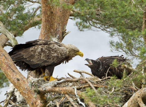 White-tailed eagle with chick