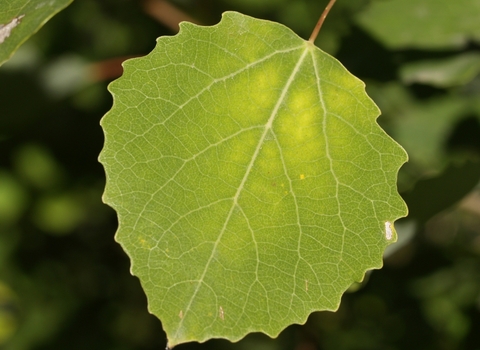 Aspen