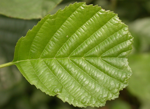 Alder leaf